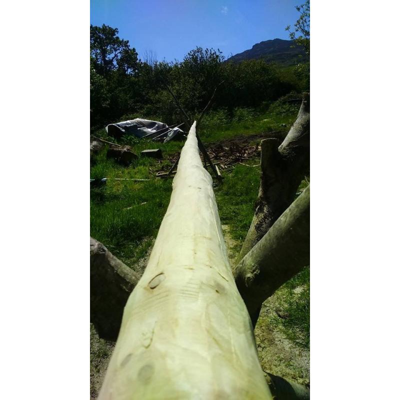 Tipi Poles for sale