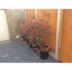 5x Red Robin bushes/hedge
