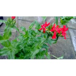 Perennial flower for sale