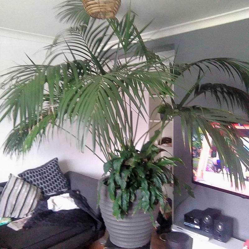 palm house plant (very good condition)