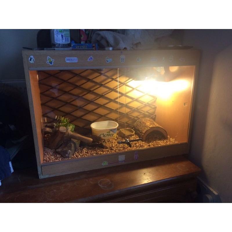 Corn snake and full set up