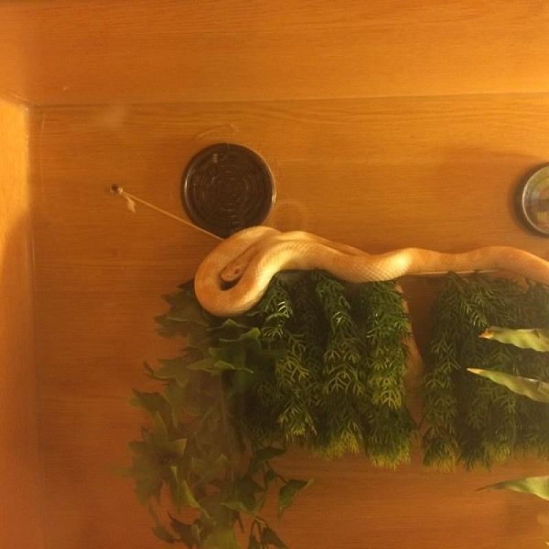 Corn snake and full set up