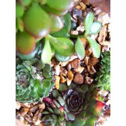 Indoor plants TERRARIUM various succulents