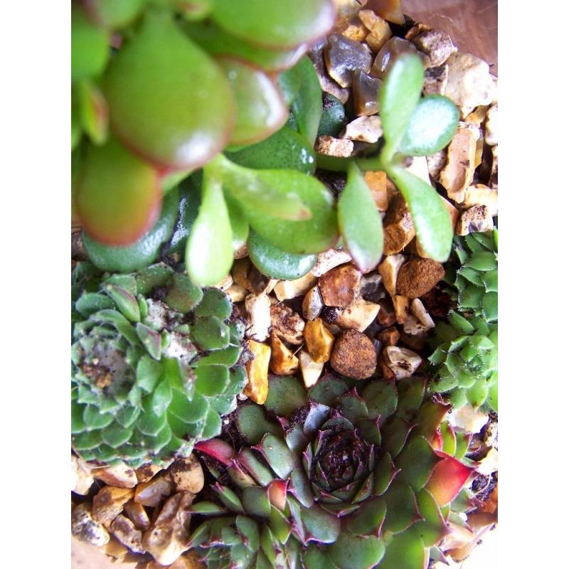 Indoor plants TERRARIUM various succulents