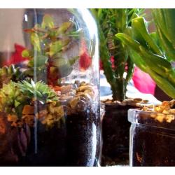 Indoor plants TERRARIUM various succulents