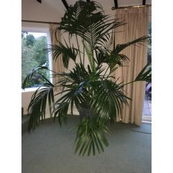 Kentia Palm